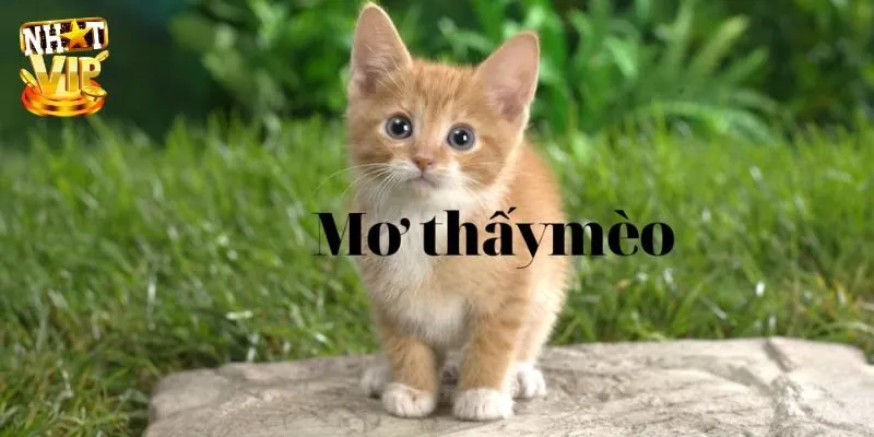 Mơ Thấy Mèo - Điềm Báo Và Con Số Liên Quan Được Báo Trước Gặp được một đàn mèo đang tụ tập trong mơ