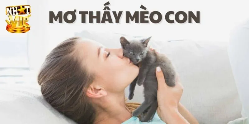 Mơ Thấy Mèo - Điềm Báo Và Con Số Liên Quan Được Báo Trước Khi nằm mơ thấy mèo nên đánh con gì thu hút tiền tài?