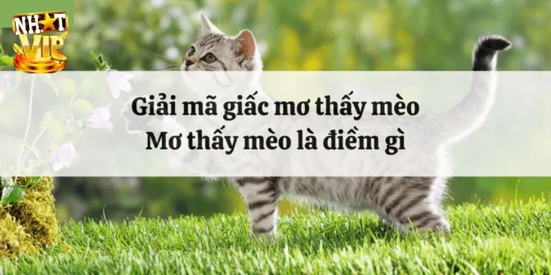 Mơ Thấy Mèo - Điềm Báo Và Con Số Liên Quan Được Báo Trước Tìm hiểu ý nghĩa mơ thấy mèo cho thấy điềm gì